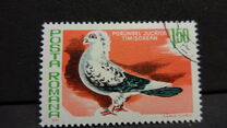 [Birds - Pigeons, Вид FGJ]