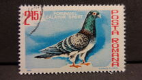 [Birds - Pigeons, Вид FGK]