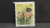 [Flora - Protea Plants, type PI]