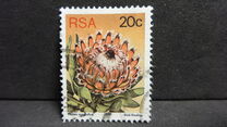 [Flora - Protea Plants, type PR2]