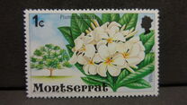 [Flowering Trees, タイプ HH]