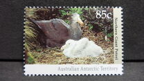 [Antarctic Wildlife, tip CN]