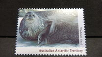 [Antarctic Wildlife, tip CO]