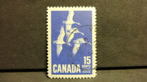 [Canada Geese, type JI]