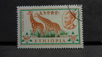 [Ethiopian Fauna, type MK]