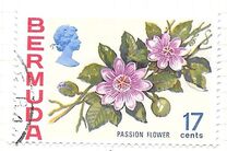 [Flowers, տեսակ GN]