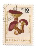 [Mushrooms, タイプ ANR]
