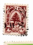 [Cedar of Lebanon, type XCC]