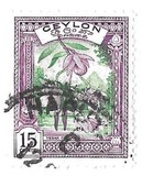[Local Motifs, 类型 CF]