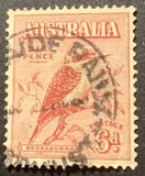 [Kookaburra, type P]