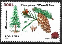 [Trees - Conifers, type HLJ1]