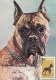 [Dog Show "Canina", type FFV]