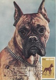 [Dog Show "Canina", type FFV]