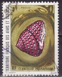 [Seashells, type AS]