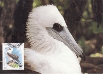 [Birds- Abbott's Booby, typ KB]