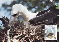 [Birds- Abbott's Booby, typ KC]