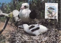 [Birds- Abbott's Booby, typ KD]