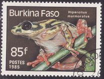 [Reptiles and Amphibians, tegund AK]
