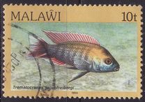 [Fish, Вид MK]