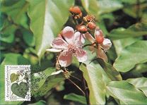 [Medical Herbs, type CU]