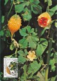 [Medical Herbs, type CV]