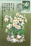 [Narcissi, type CKB]