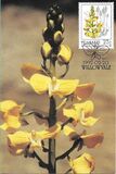 [Orchids, 类型 JT]