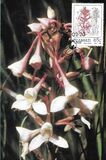 [Orchids, 类型 JV]