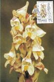 [Orchids, 类型 JW]