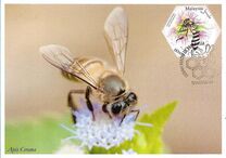 [Honey Bees, type CND]