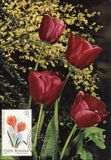 [Flowers - Botanical Garden, Bucharest, type FEC]