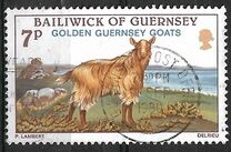 [Golden Guernsey Goats, نوع GE]