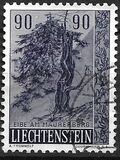 [Trees and Bushes, տեսակ KR]