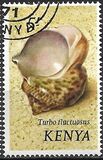 [Seashells, type AV]