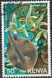[Marine Life, type FM]