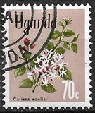 [Flowers, type AY]