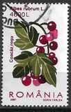 [Berries, タイプ HXY]