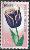 [Flowers - Tulipans, 類型 ALB]