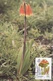[Plants, type IZ]