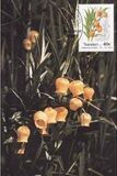 [Plants, type JB]