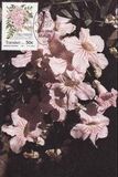 [Plants, type JC]