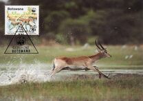 [Red Lechwe, type PR]