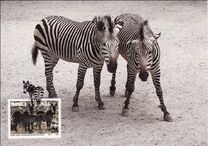 [Endangered Species - Mountain Zebra, type AK]