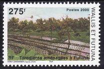 [Taro Cultivation on Futuna, प्रकार XD]