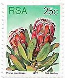 [Flora - Protea Plants, type PS]