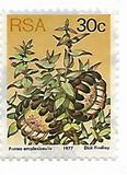 [Flora - Protea Plants, type PT]