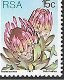 [Flora - Protea Plants, Tip PQ]