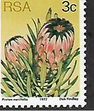 [Flora - Protea Plants, Tip PI]