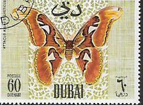 [Butteflies, jenis GL]