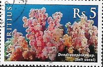 [Corals, type AFN]